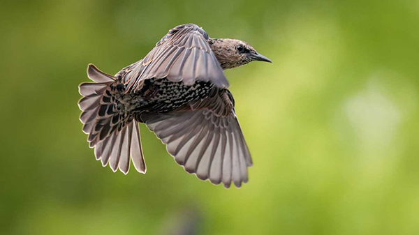 chế độ S-Cinetone cho màu sắc tuyệt vời