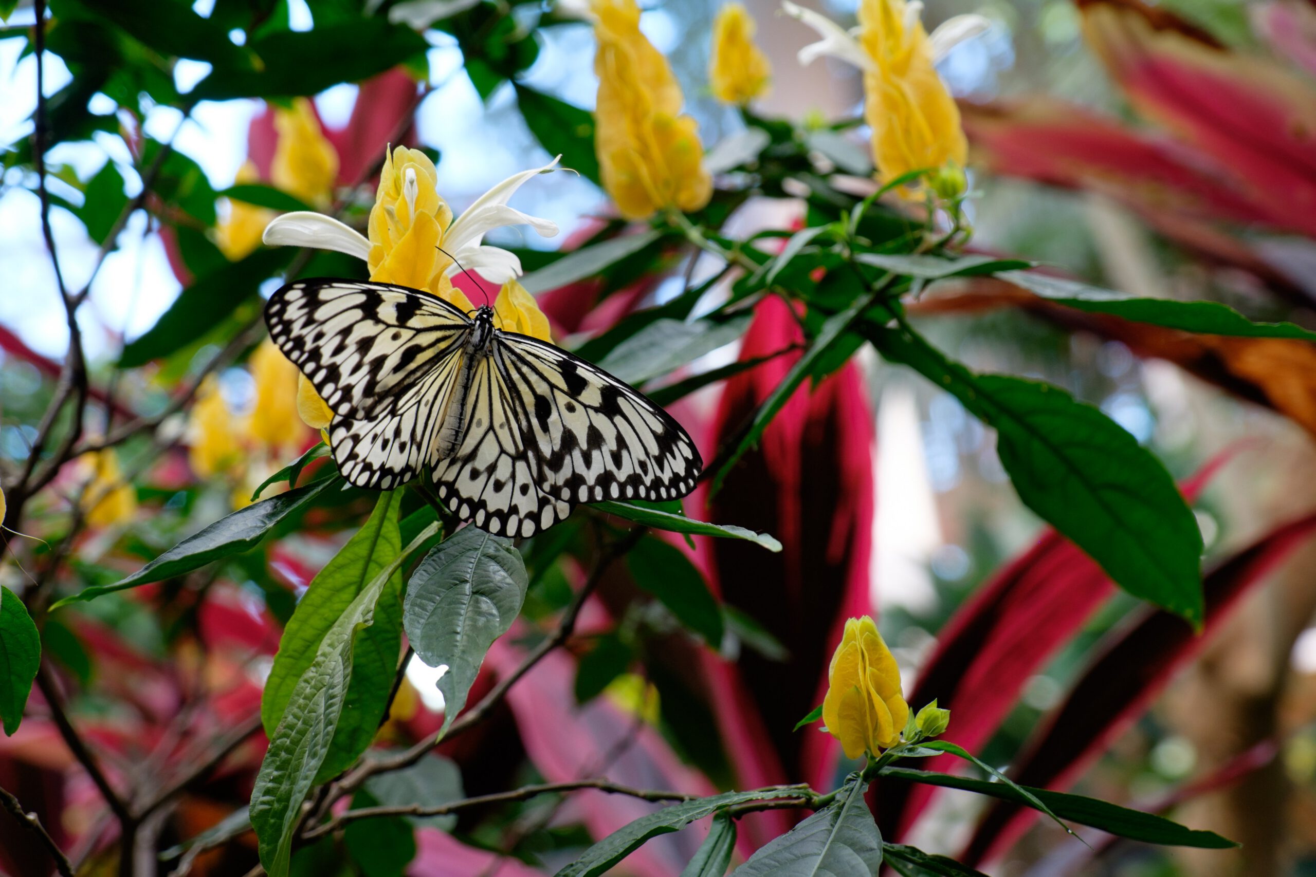 Fujifilm XF 18-135mm f/3.5-5.6 R LM OIS WR - ảnh thực tế 2