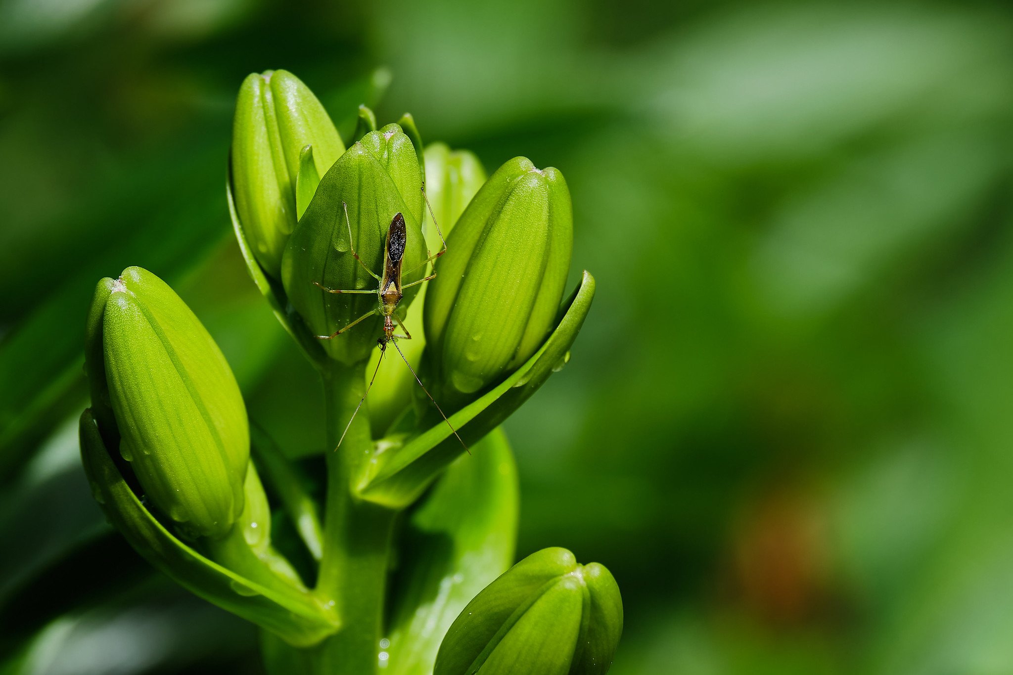 Ảnh Bokeh tạo bởi ống kính Fujifilm XF 55-200mm f35-48 R LM OIS