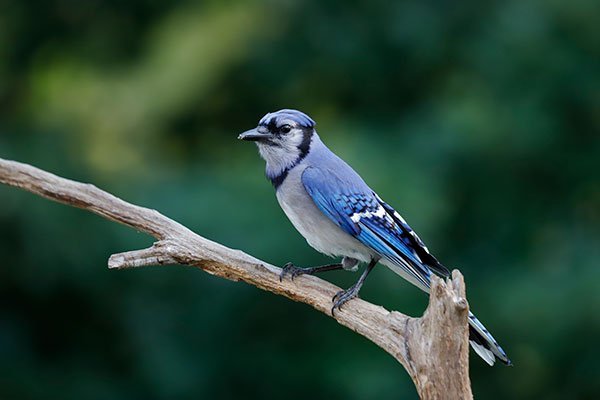 ảnh chụp thực tế của máy ảnh Canon 6D Mark II - ảnh 2