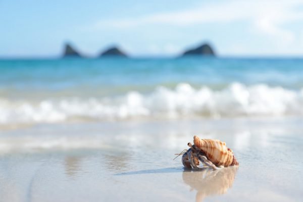 ảnh chụp thực tế của máy ảnh Canon 6D Mark II - ảnh 3