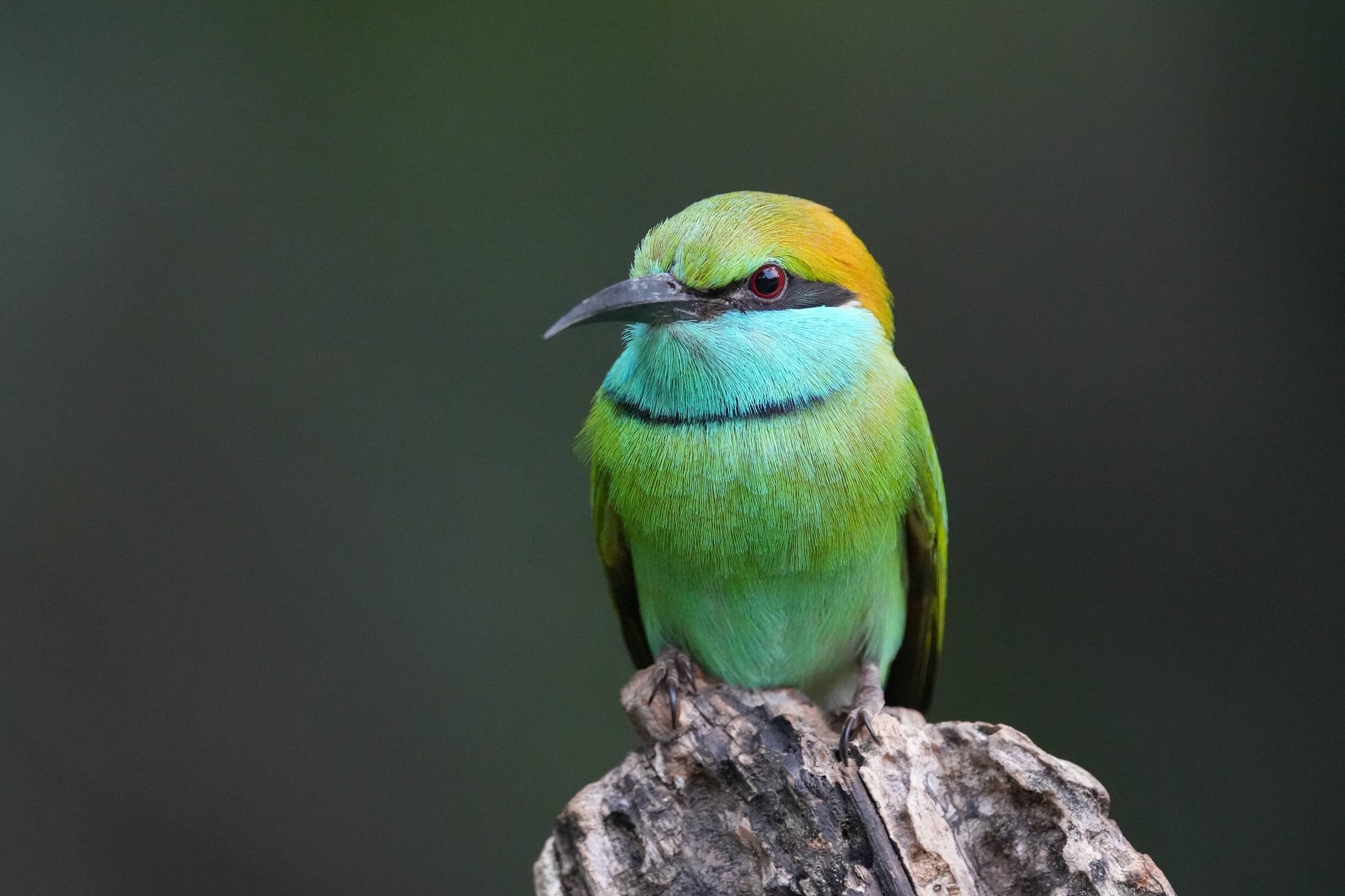 Sony a6700 điều chỉnh tông màu hoàn hảo