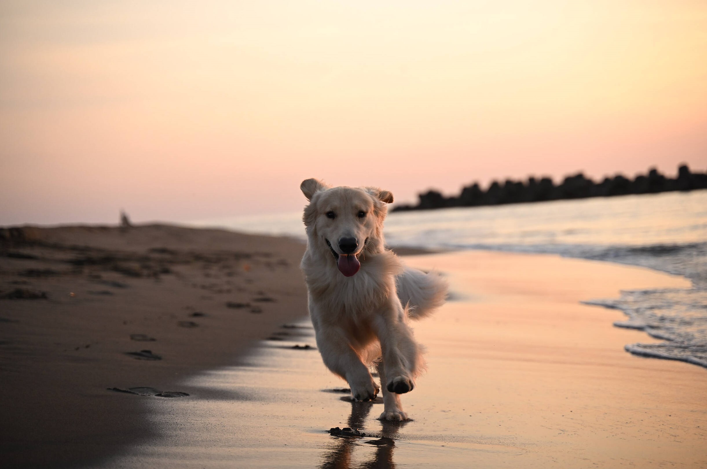 Quay video nâng cao, tự động lấy nét