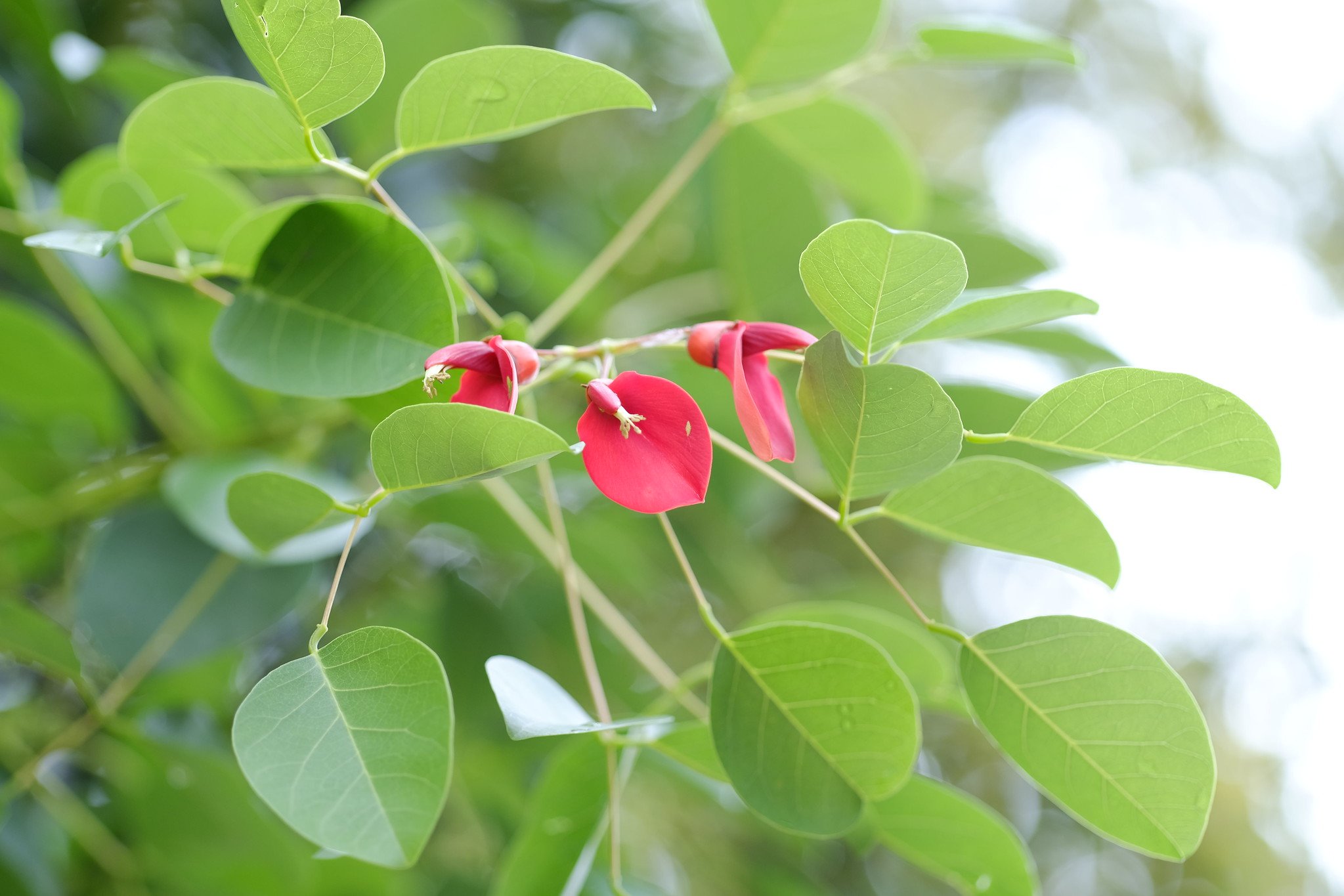 Fujifilm XF 90mm f / 2 R LM WR tạo hiệu ứng bokeh đẹp