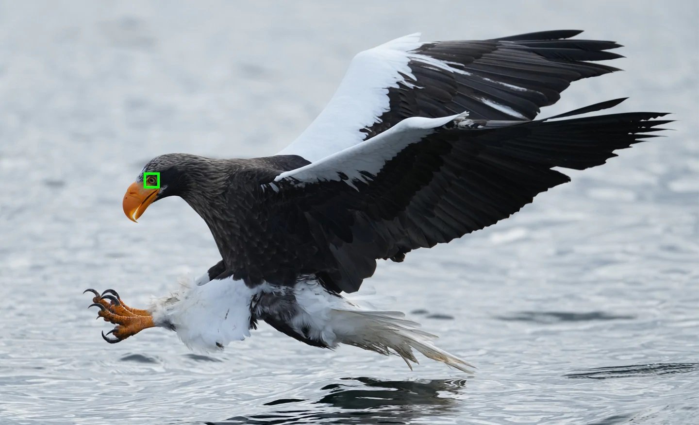 Sony Alpha 1 - Real time Eye AF Bird