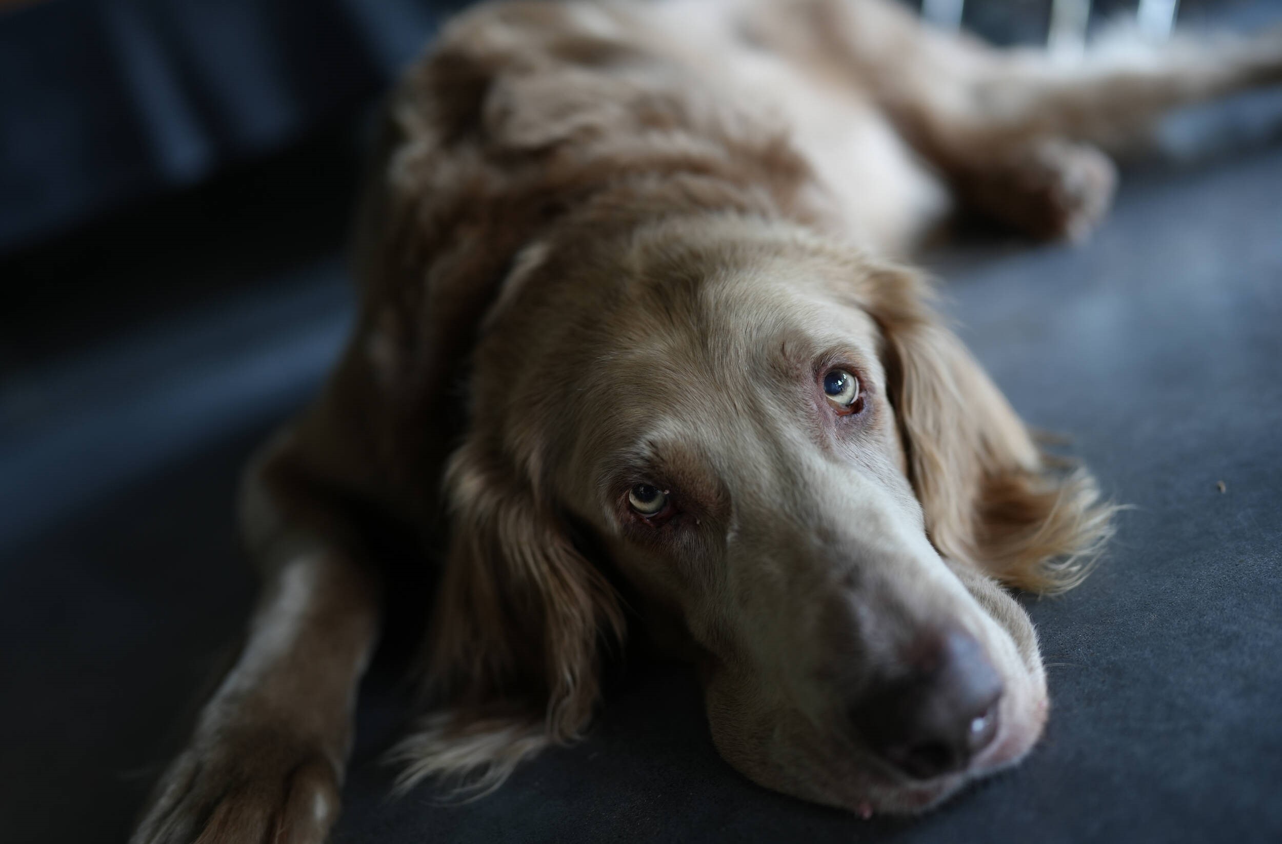 Sony A7C II tối ưu hóa hình ảnh