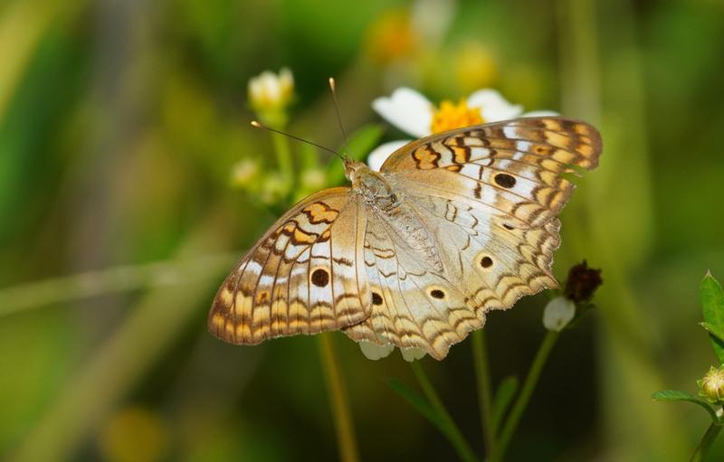 Sony A7R IVA với khả năng cân bằng sáng tốt nhất